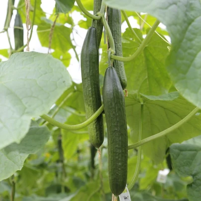 BIO Uhorka šalátová Kalunga F1 - Cucumis sativus - bio semená - 4 ks