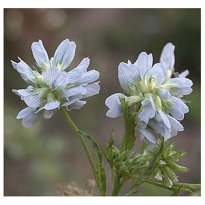 Senovka modrá - Grécke seno - Trigonella caerulea - semená - 1,5 g