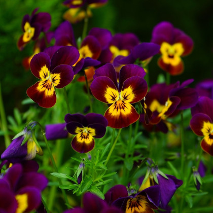 Fialka rohatá Ruby Gold - Viola cornuta - semená - 20 ks