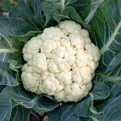 BIO Karfiol skorý Odysseus - Brassica oleracea - bio semená - 20 ks