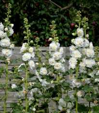 Topoľovka plnokvetá biela Chaters - Alcea rosea - semená - 12 ks