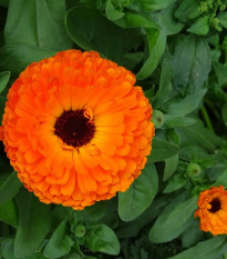 Nechtík lekársky Neon - Calendula officinalis - semená - 40 ks