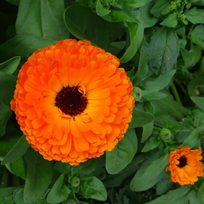 Nechtík lekársky Neon - Calendula officinalis - semená - 40 ks