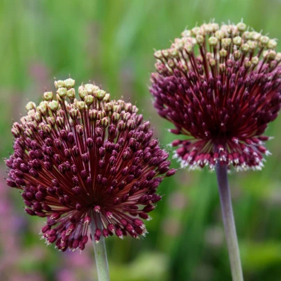 Okrasný cesnak - Allium amethystinum  - cibuľoviny - 1 ks