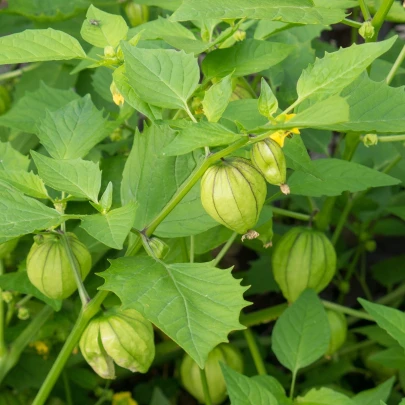 Machovka srienistá Ananas - Physalis pruinosa - semená - 200 ks