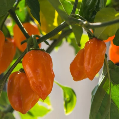 Chilli Devils Tongue Yellow - Capsicum chinense - semená - 7 ks