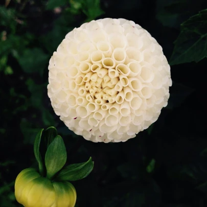 Georgína White Aster - Dahlia - cibuľoviny - 1 ks