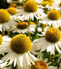 Echinacea White Swan - Echinacea purpurea - voľnokorenné sadenice echinacey - 1 ks