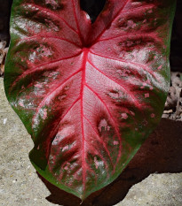 Kaládium Red Fresh - Caladium bicolor - cibuľoviny - 1 ks