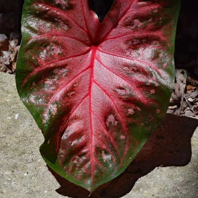 Kaládium Red Fresh - Caladium bicolor - cibuľoviny - 1 ks