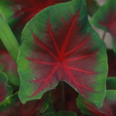 Kaládium Freida Hemple - Caladium bicolor - cibuľoviny - 1 ks