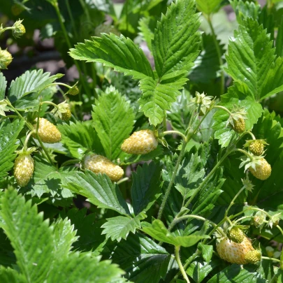 Jahoda mesačná Tubby White - Fragaria vesca - semená - 15 ks