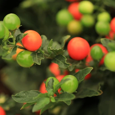 Baklažán okrasný Jupiter - Solanum pseudocapsicum - semená - 10 ks