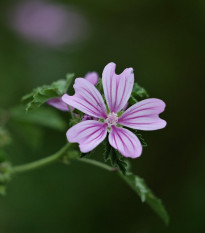 Slez lesný - Malva sylvestris - semená - 10 ks