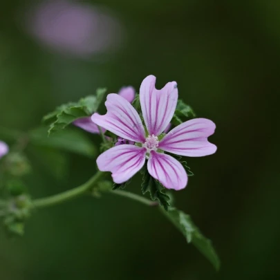 Slez lesný - Malva sylvestris - semená - 10 ks