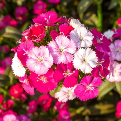 Klinček bradatý Dynasty mix F1 - Dianthus barbatus - semená - 16 ks