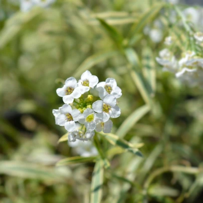 Lobulária prímorská Schneeteppich - Lobularia maritima - semená - 50 ks