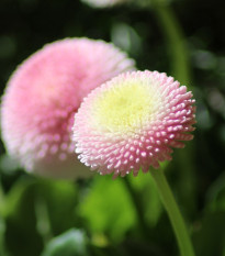 Sedmokráska obyčajná Tasso ružová - Bellis perennis - semená - 50 ks