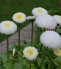 Sedmokráska obyčajná Tasso biela - Bellis perennis - semená - 50 ks