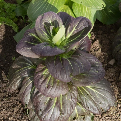 Pak Choi Baraku F1 - Brassica rapa chinensis - semená - 50 ks