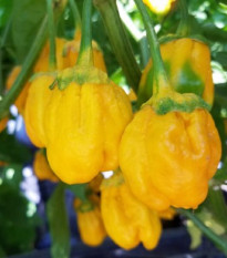 Chilli 7 Pot Bubblegum Yellow - Capsicum chinense - semená - 7 ks