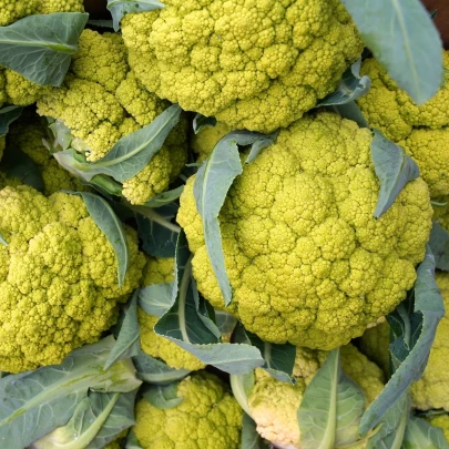 Karfiol Susana F1 - Brassica oleracea var botrytis - semená - 20 ks