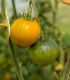 BIO Paradajka Heart of Gold - Solanum lycopersicum - bio semená - 10 ks