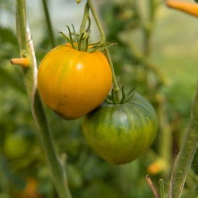 BIO Paradajka Heart of Gold - Solanum lycopersicum - bio semená - 10 ks