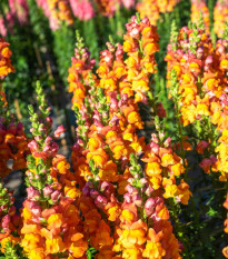 Papuľka väčšia oranžová - Antirrhinum majus - semená - 20 ks