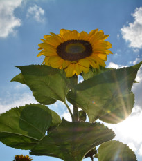 Slnečnica King Kong - Helianthus annuus - semená - 6 ks