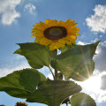 Slnečnica King Kong - Helianthus annuus - semená - 6 ks