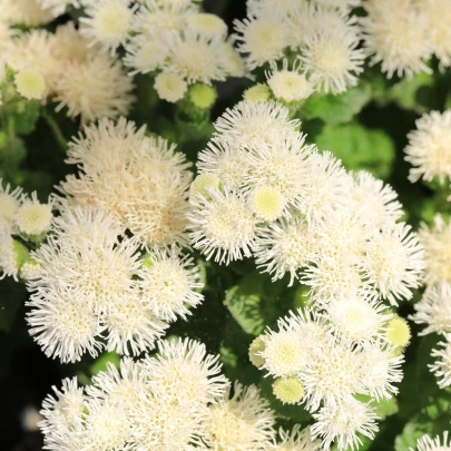 Agerát americký White Mountain - Ageratum houstonianum - semená - 30 ks