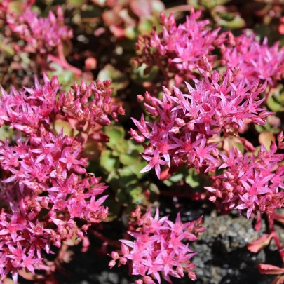 Rozchodník pochybný Voodoo - Sedum spurium - semená - 50 ks