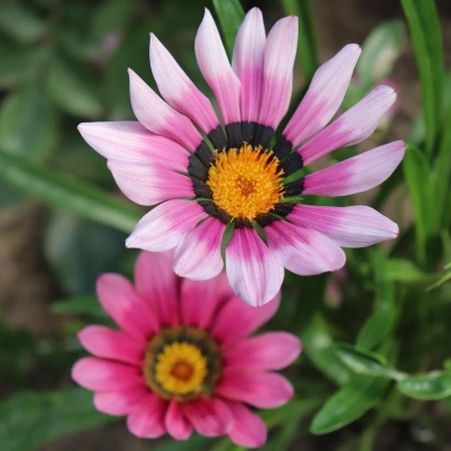 Gazánia New Day Pink Day F1 - Gazania rigens - semená - 20 ks