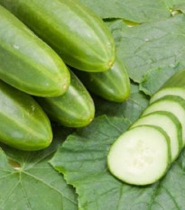 BIO Uhorka šalátová Persika - Cucumis sativus - bio semená - 10 ks