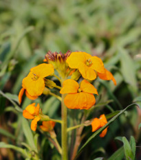 Cheirant sibírsky - Cheiranthus allionii - semená - 500 ks