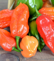 Paprika Habanada - Capsicum Chinense - semená - 10 ks