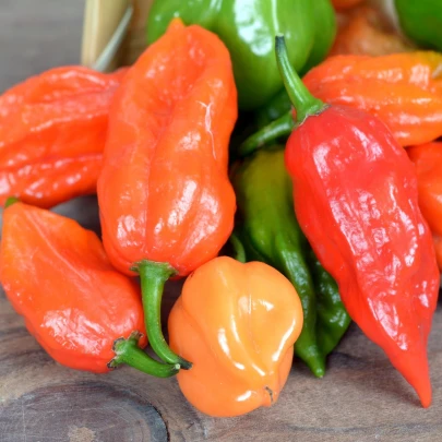 Paprika Habanada - Capsicum Chinense - semená - 10 ks