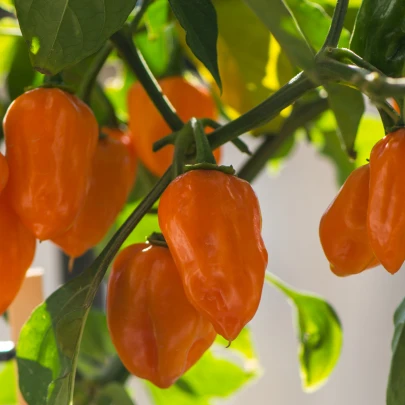 Paprika Habanada - Capsicum Chinense - semená - 10 ks