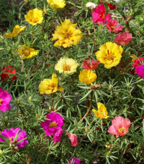 Portulaka zmes farieb - Portulaca grandiflora - semená - 0,3 g