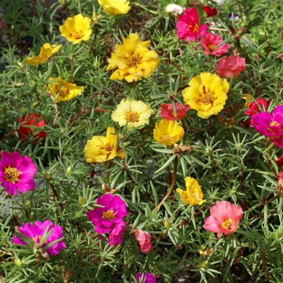 Portulaka zmes farieb - Portulaca grandiflora - semená - 0,3 g