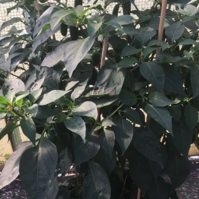 BIO Paprika na vrúbľovanie Scarface F1 - Capsicum annuum - bio semená - 5 ks