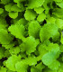 Horčica Wasabina - Brassica juncea - semená - 120 ks