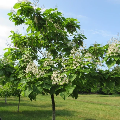 Katalpa severná - Catalpa speciosa - semená - 8 ks