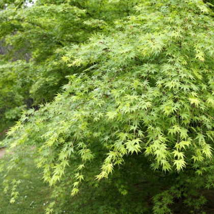 Javor japonský zelený - Acer palmatum - semená - 5 ks