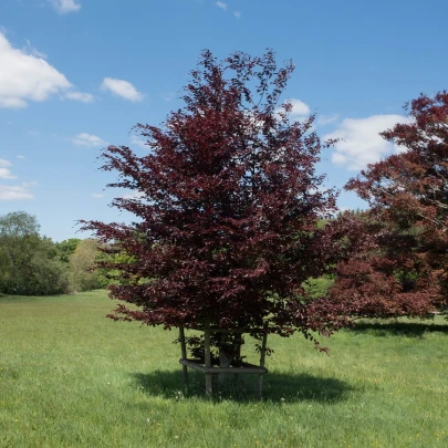 Buk lesný - Fagus sylvatica atropurpurea - semená - 7 ks