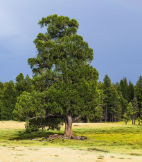 Borovica Limba - Pinus cembra sibirica - semená - 7 ks