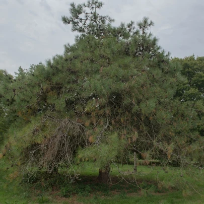 Borovica čínska - Pinus tabuliformis - semená - 7 ks