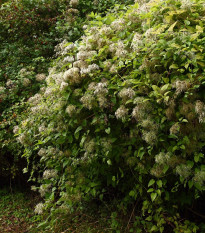 Plamienok plotný - Clematis vitalba - semená - 12 ks