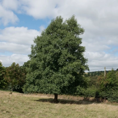 Jelša lepkavá - Alnus glutinosa - semená - 8 ks